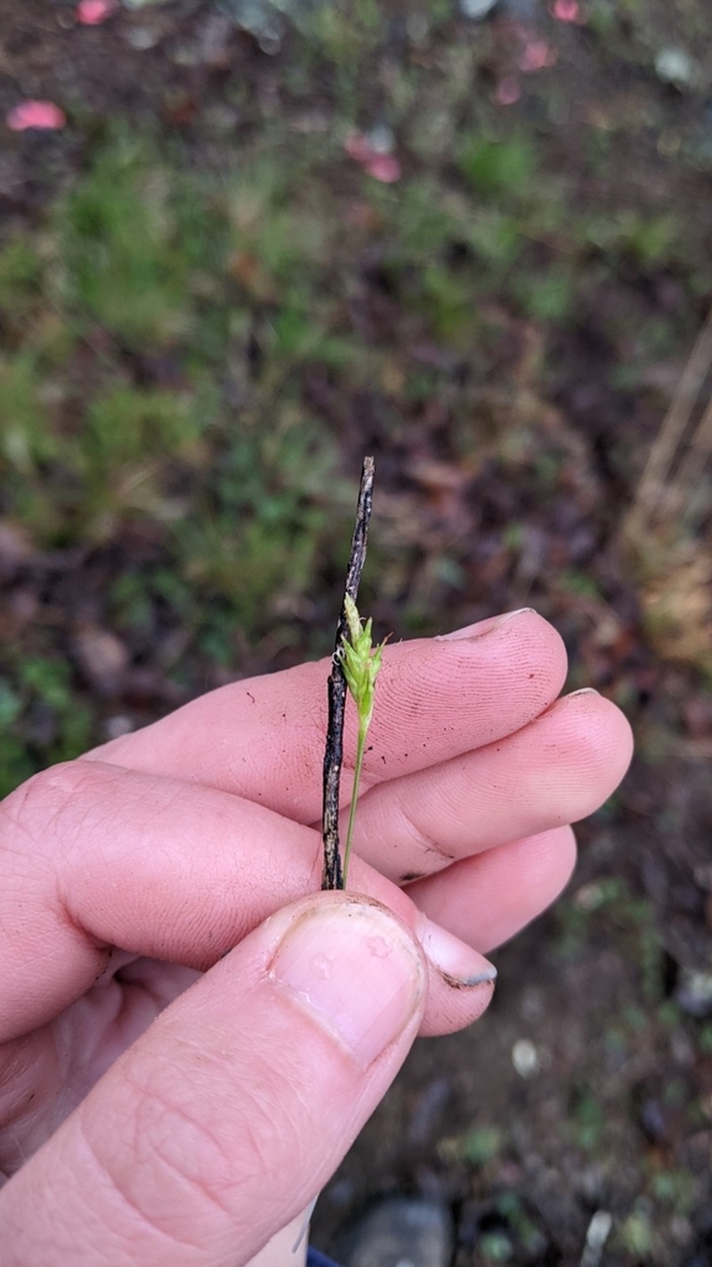 Willdenow's Sedge photo 7