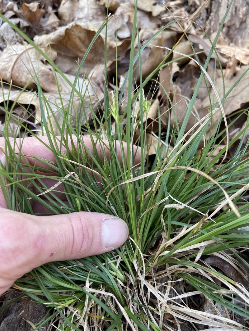 Willdenow's Sedge photo 8