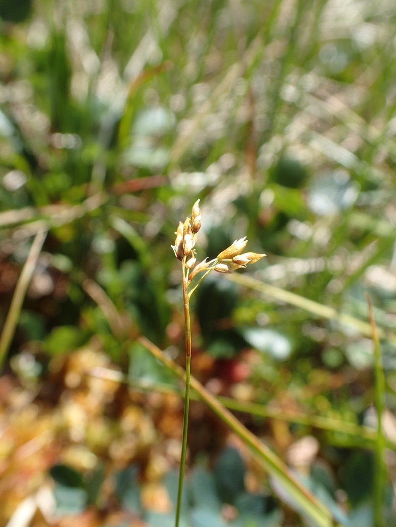 Williams' Sedge