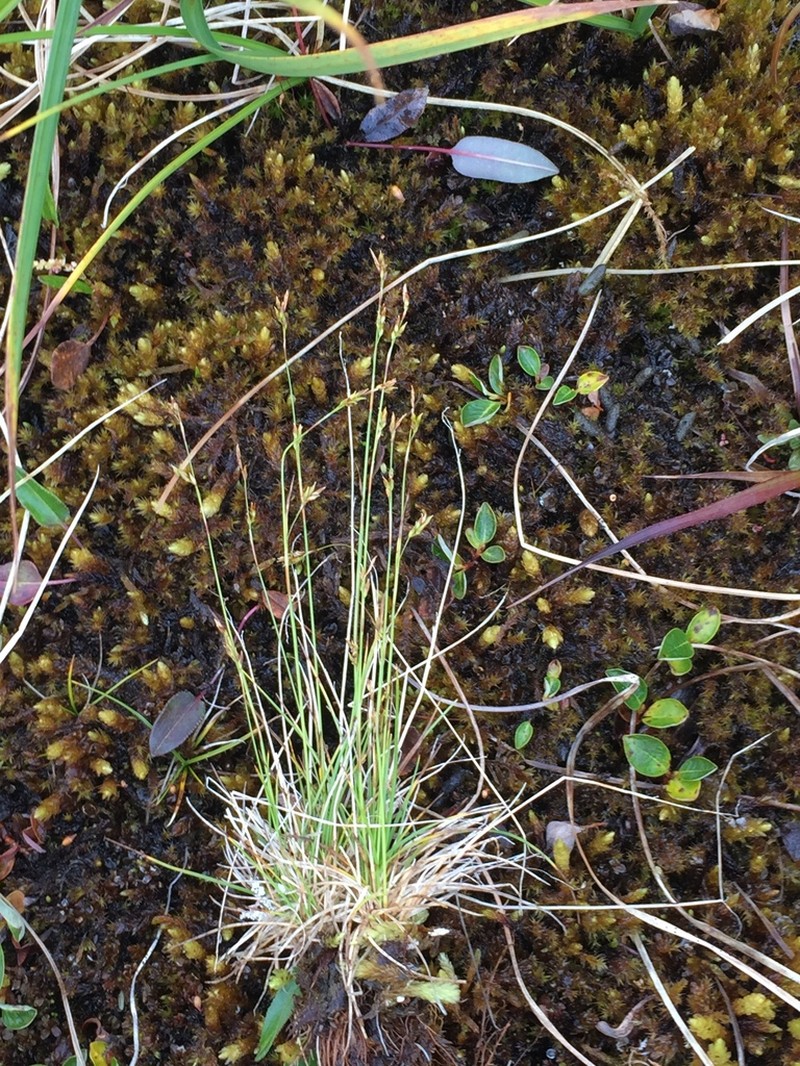 Williams' Sedge photo 2