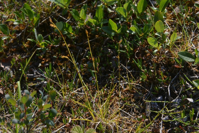Williams' Sedge photo 3