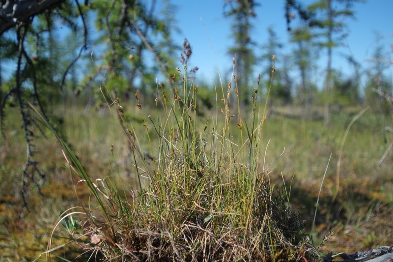Williams' Sedge photo 4