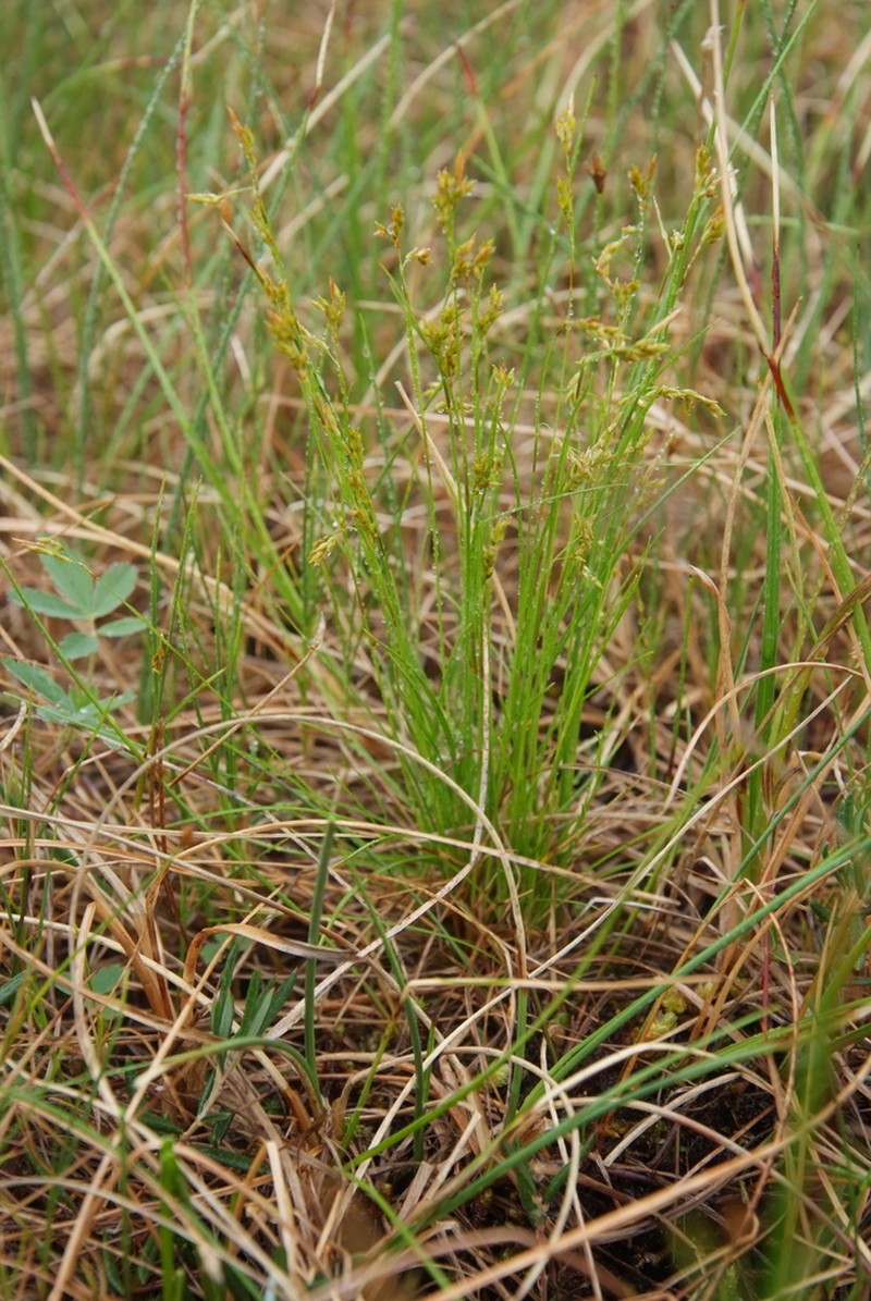 Williams' Sedge photo 5