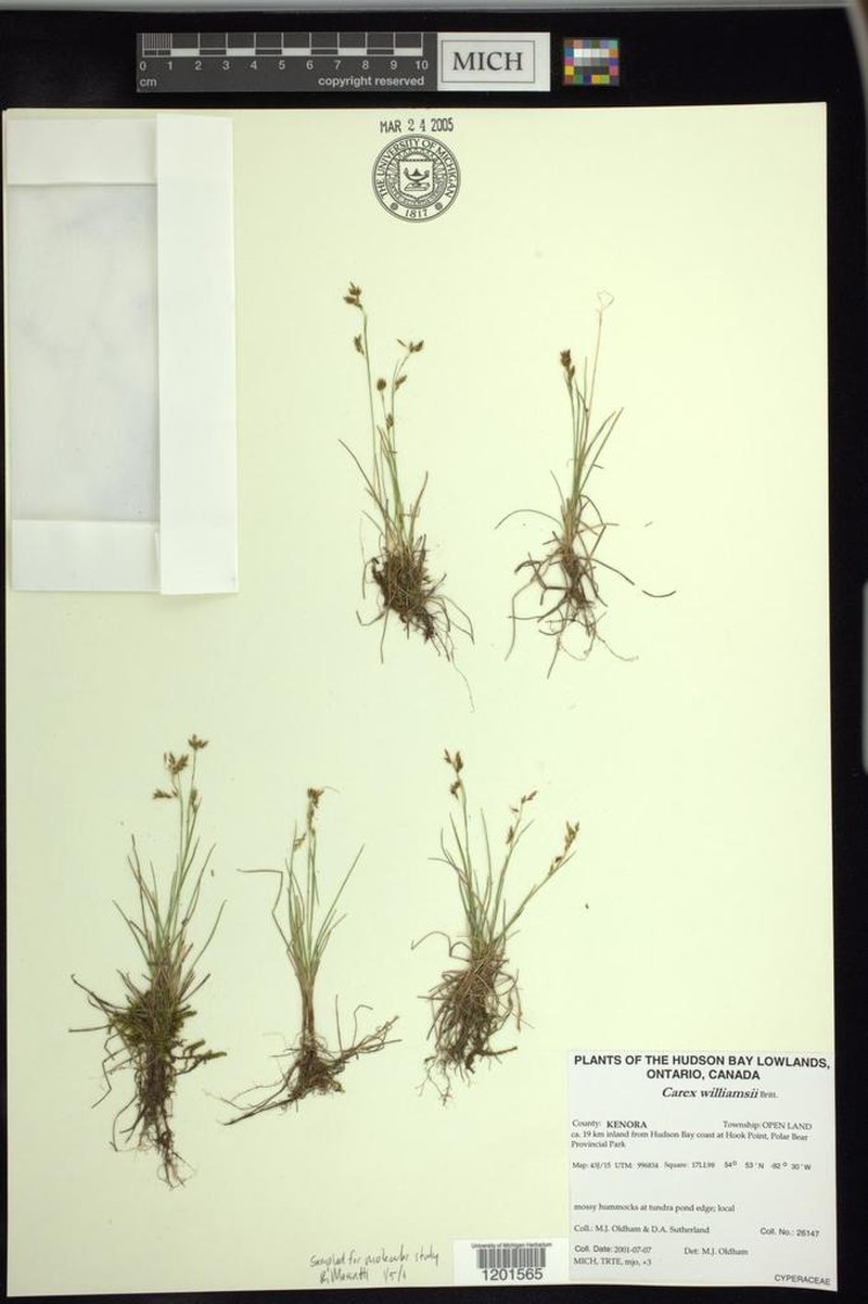 Williams' Sedge photo 6