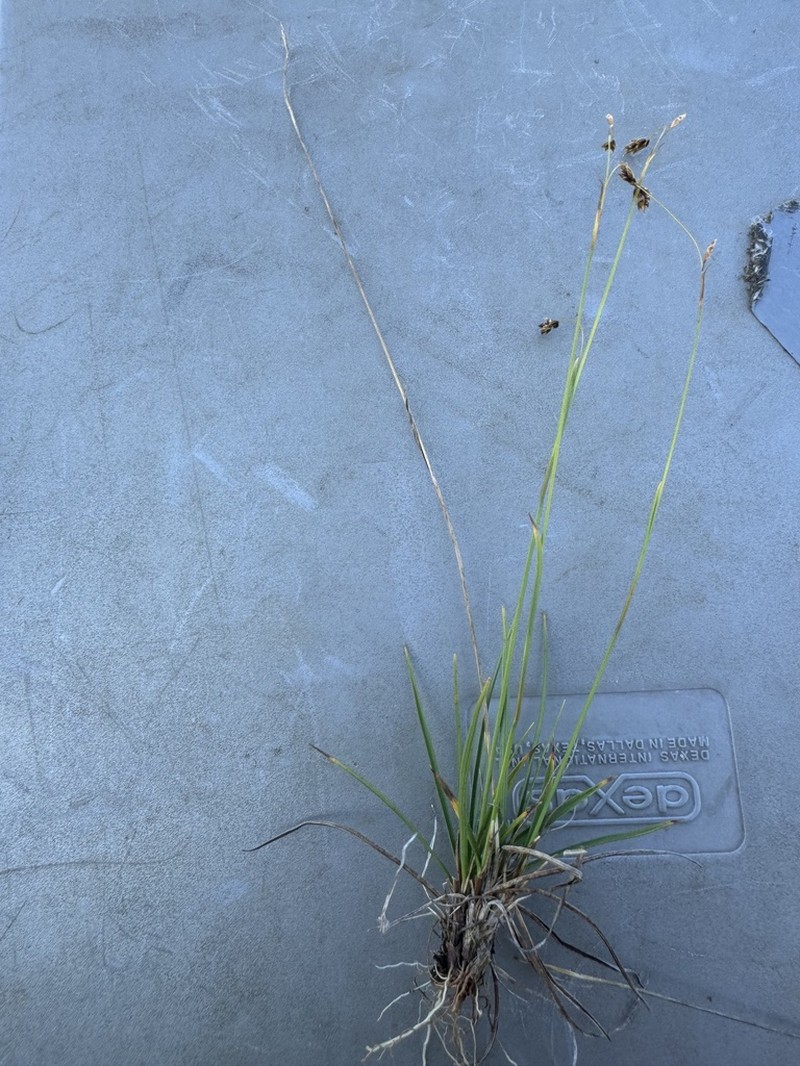 Williams' Sedge photo 7