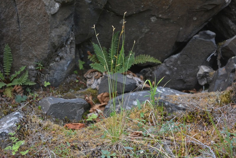 Williams' Sedge photo 8