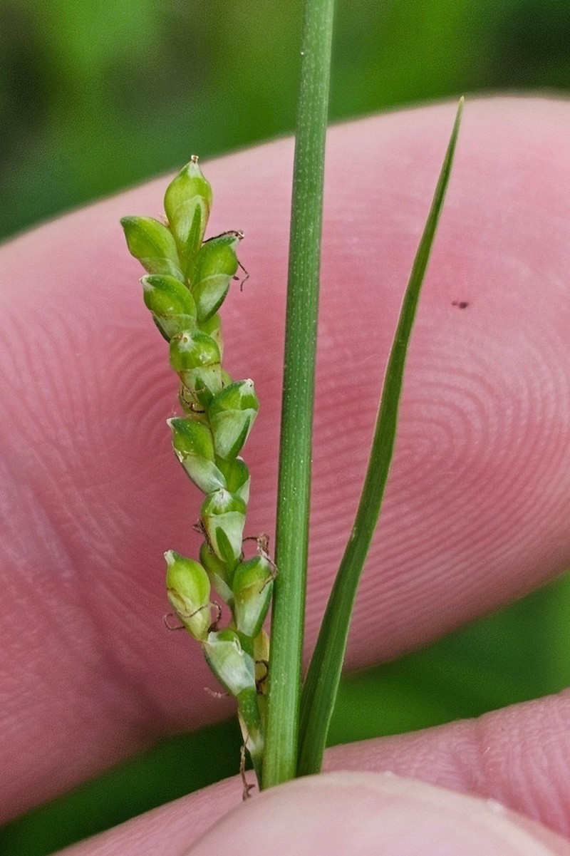 Pretty Sedge