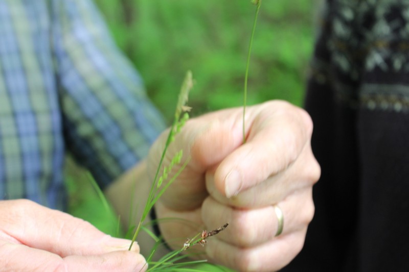 Pretty Sedge photo 2