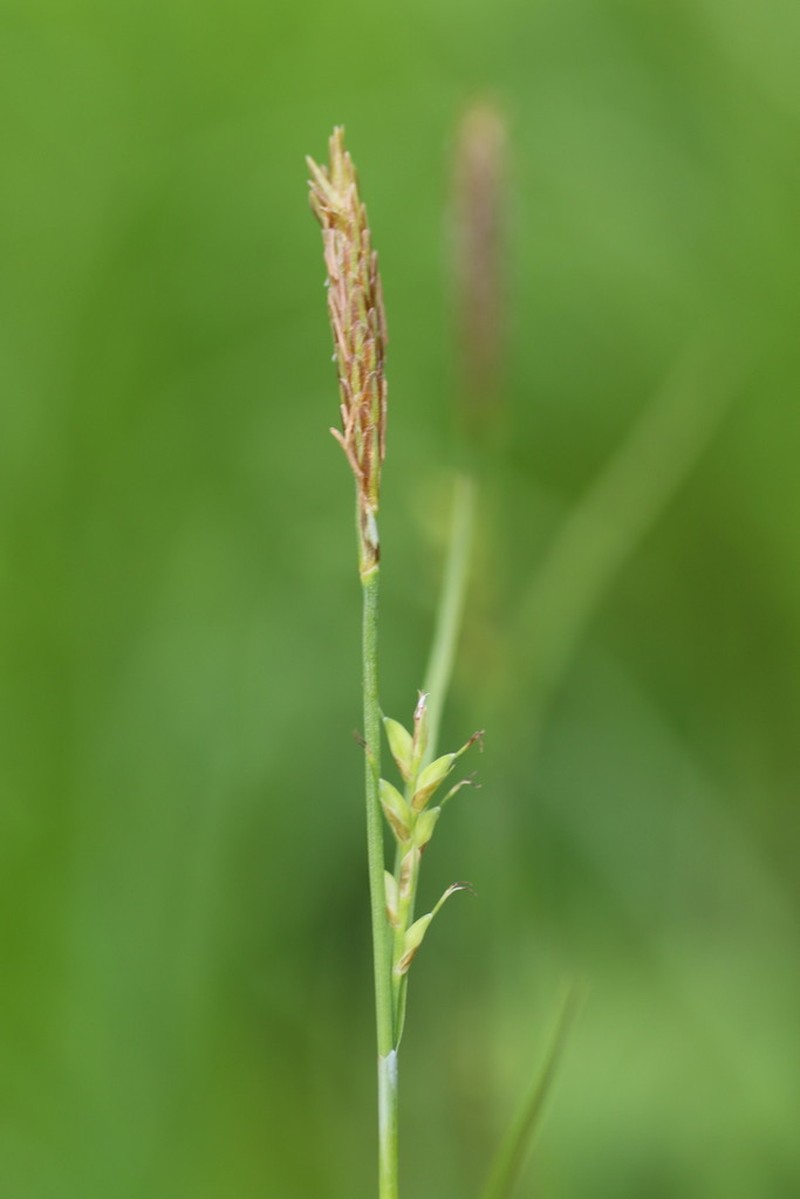 Pretty Sedge photo 3