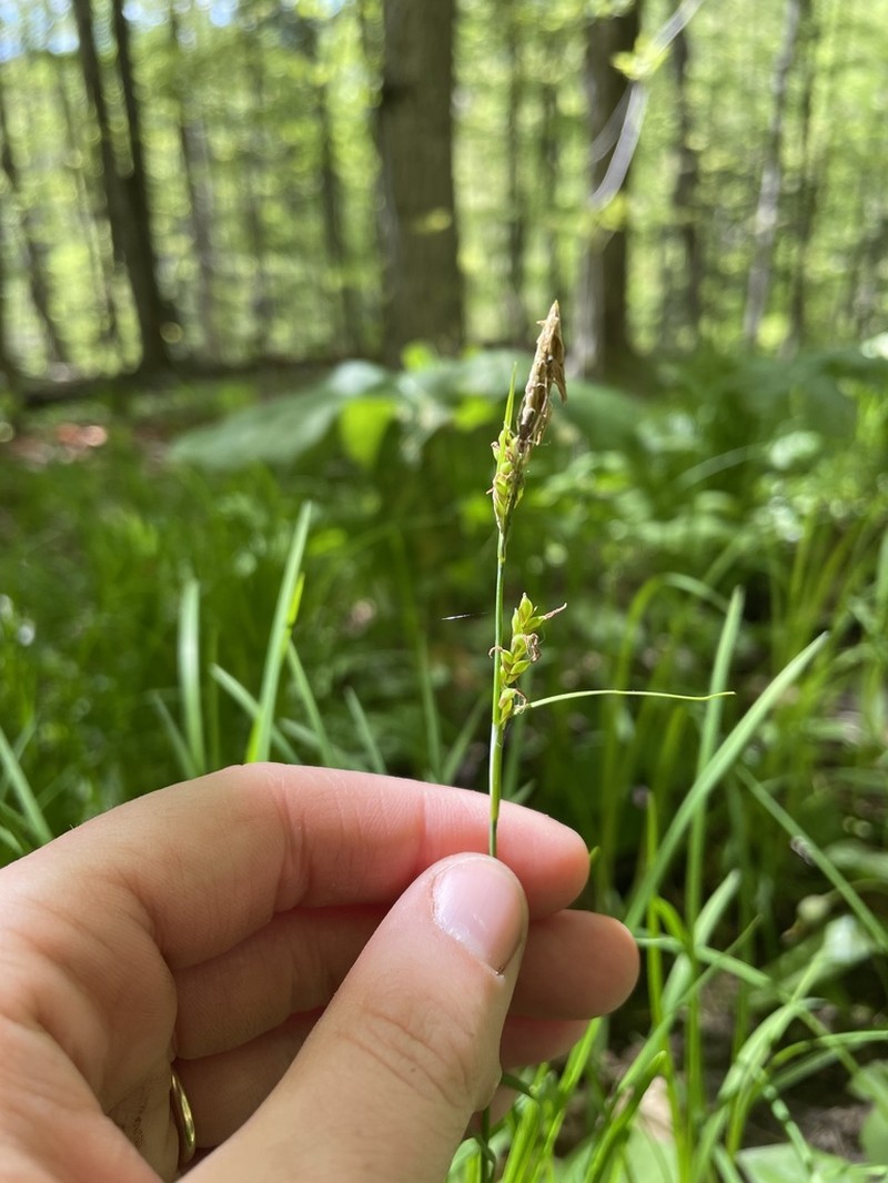 Pretty Sedge photo 4
