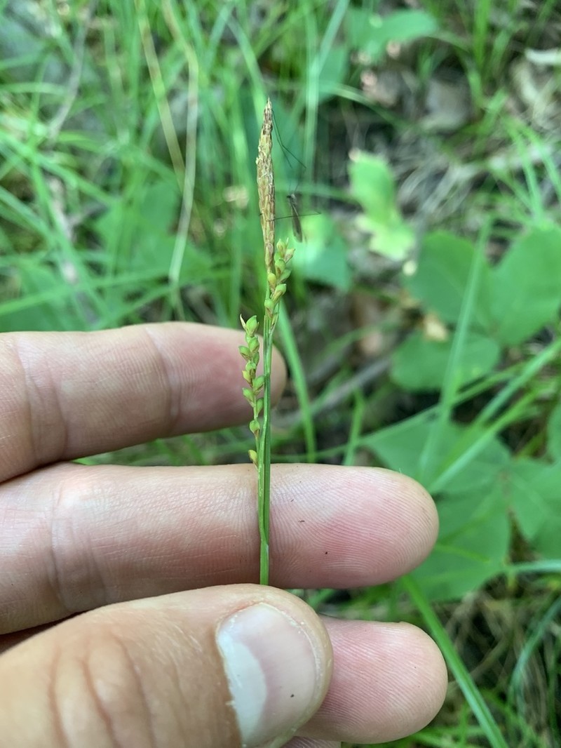 Pretty Sedge photo 5