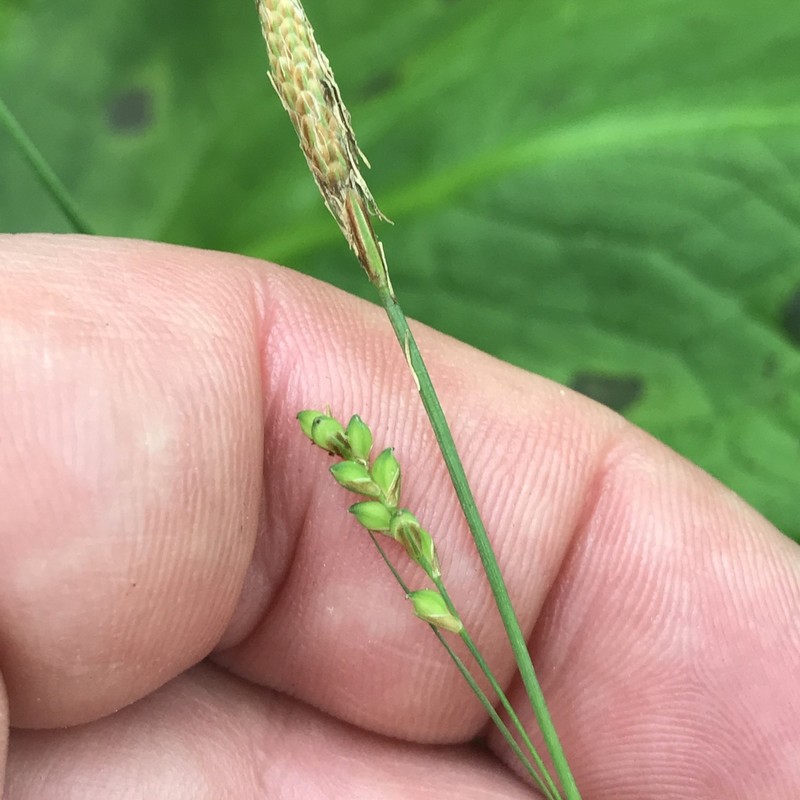Pretty Sedge photo 6