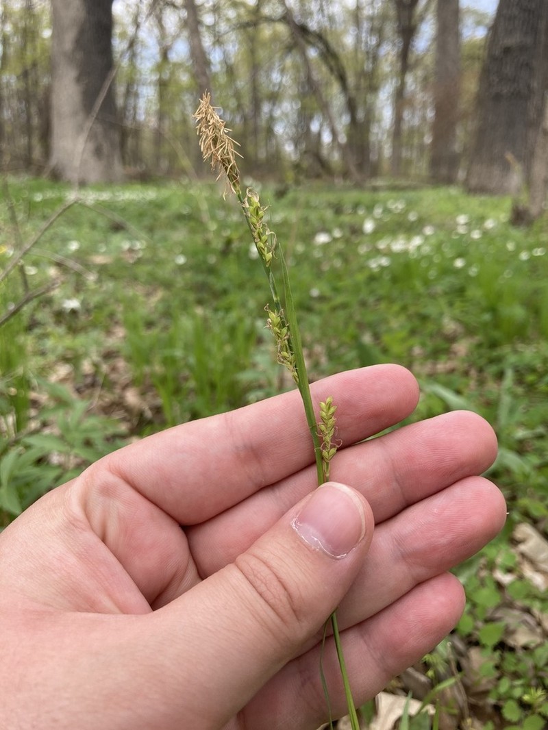 Pretty Sedge photo 7