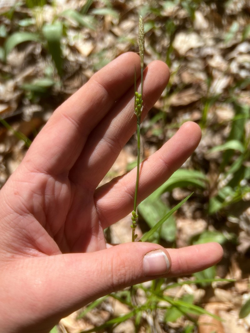 Pretty Sedge photo 8