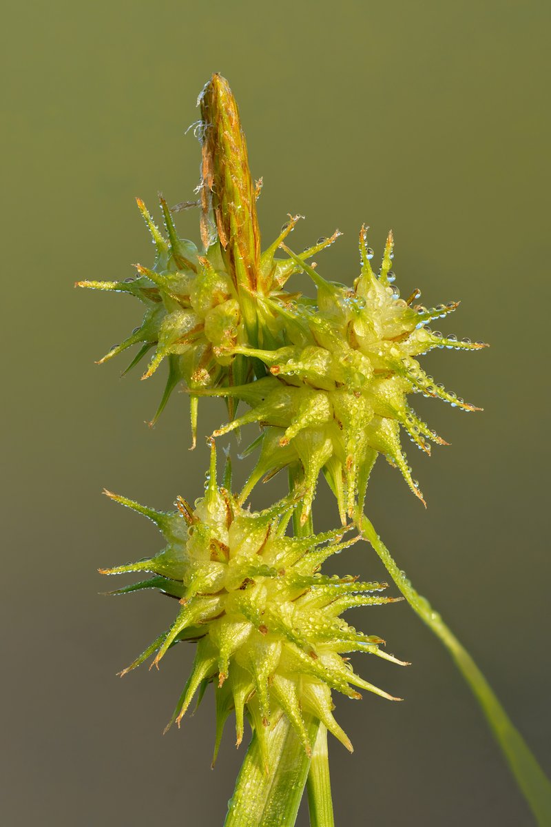 Wooton's Sedge