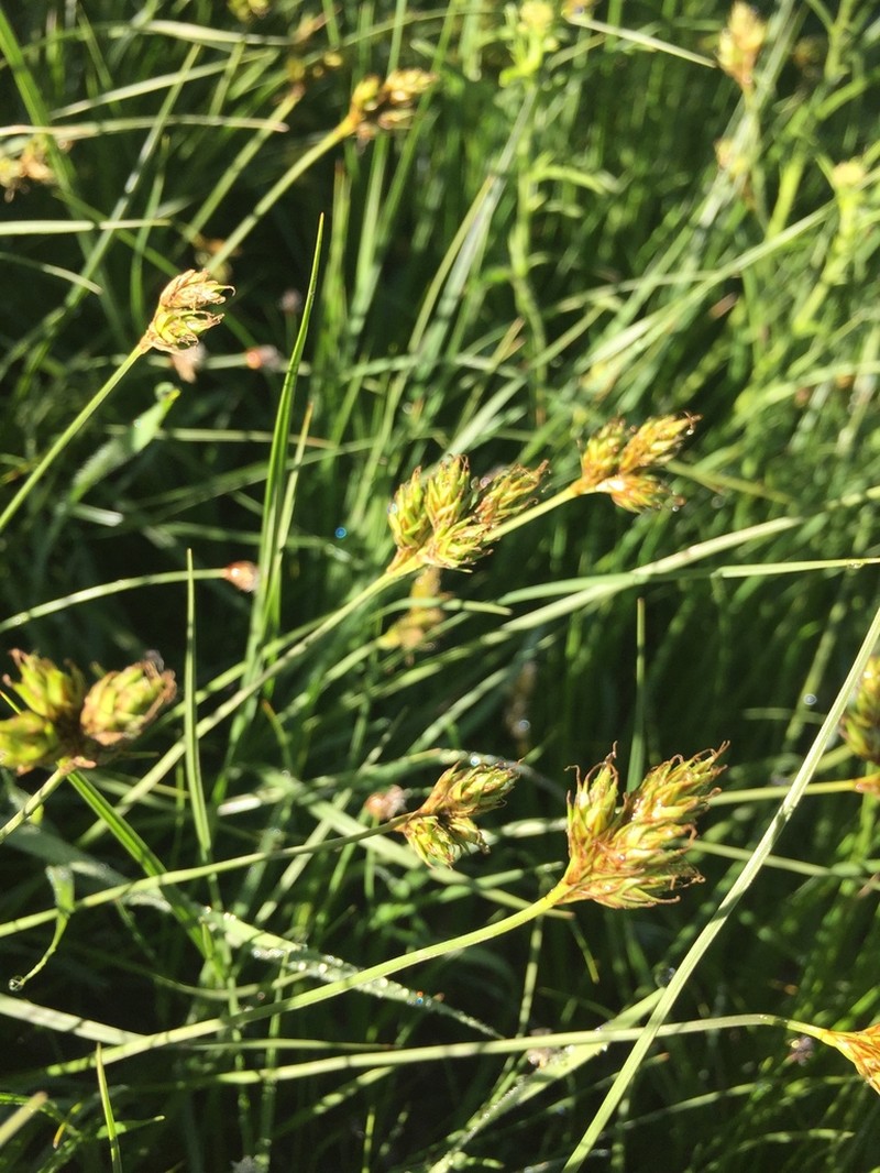 Wooton's Sedge