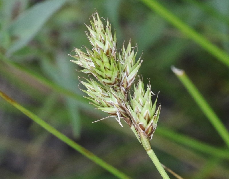 Wooton's Sedge photo 2