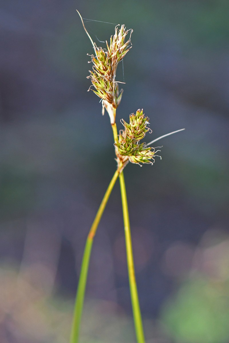 Wooton's Sedge photo 3