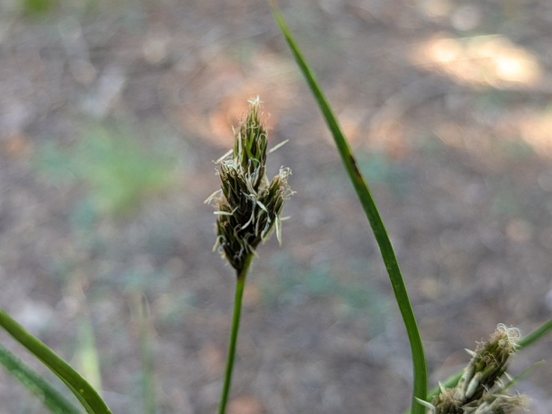 Wooton's Sedge photo 4