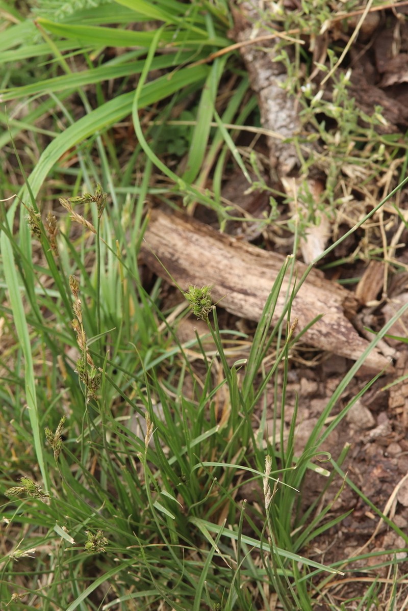Wooton's Sedge photo 5