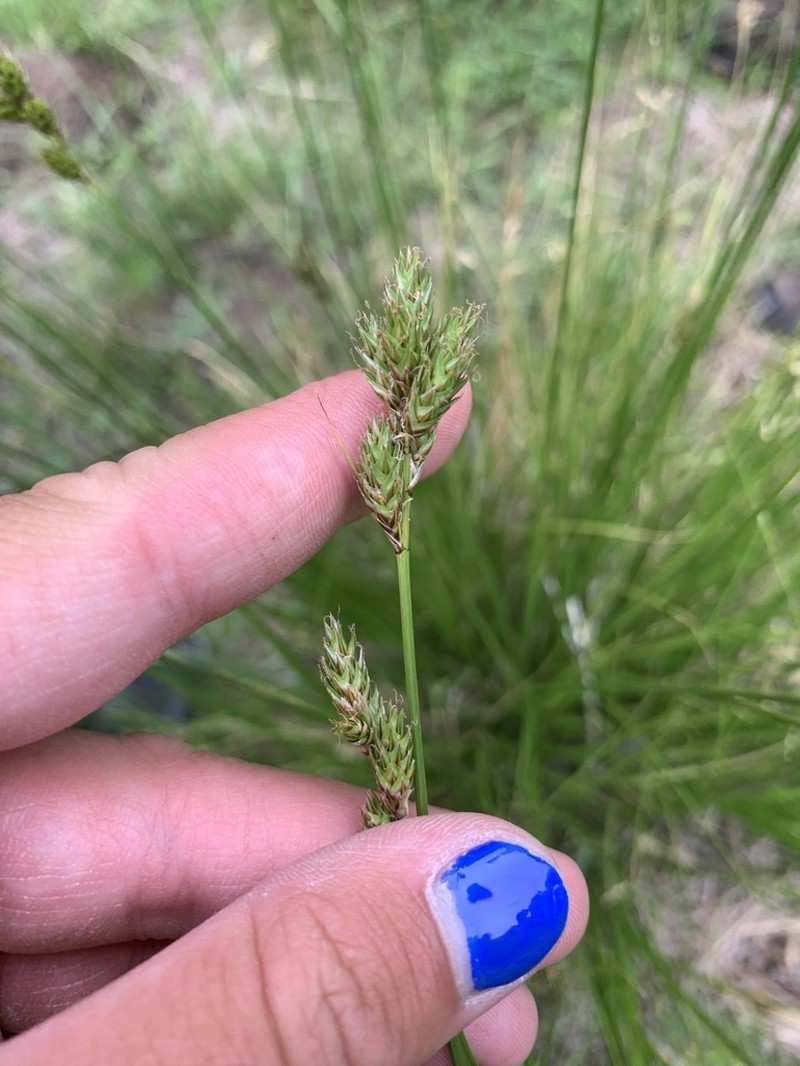 Wooton's Sedge photo 6