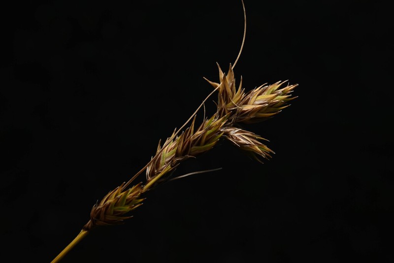 Wooton's Sedge photo 7