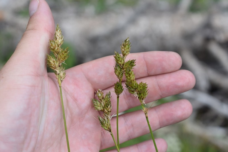 Wooton's Sedge photo 8