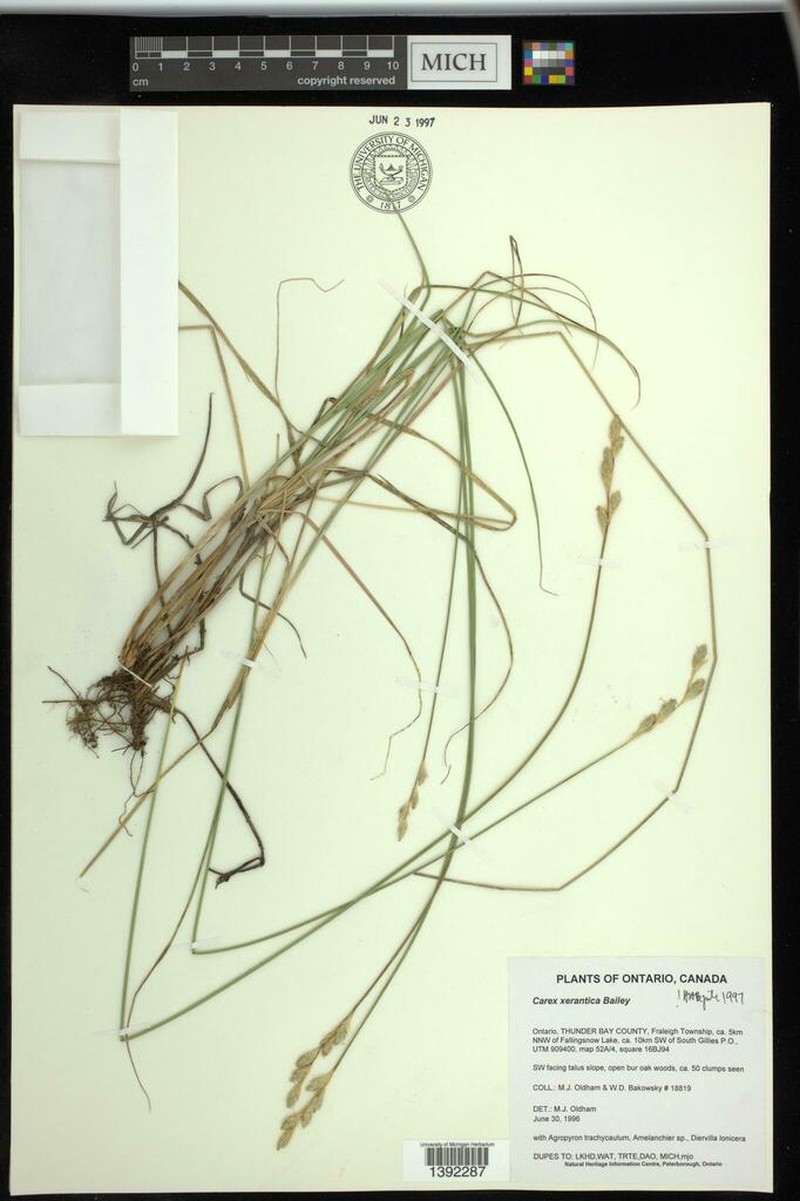Whitescale Sedge