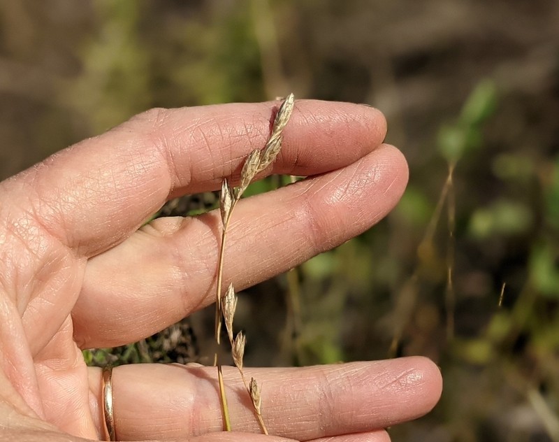 Whitescale Sedge photo 2