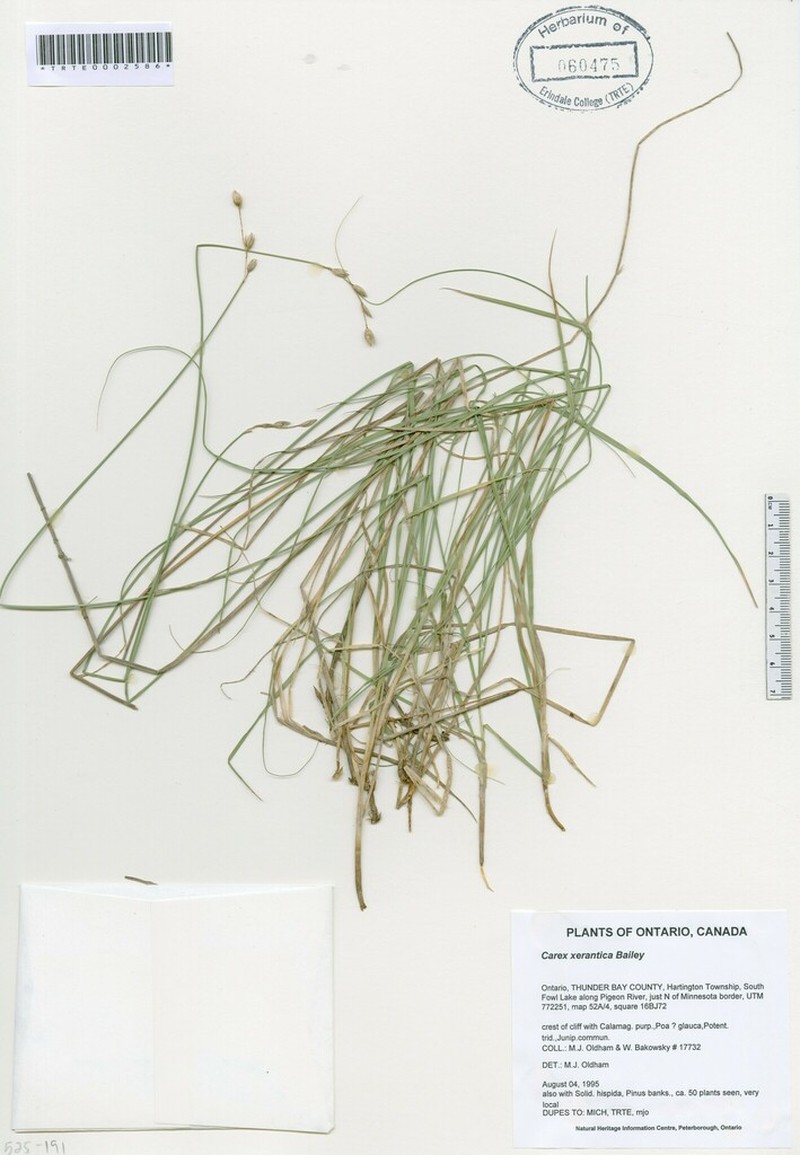 Whitescale Sedge photo 3