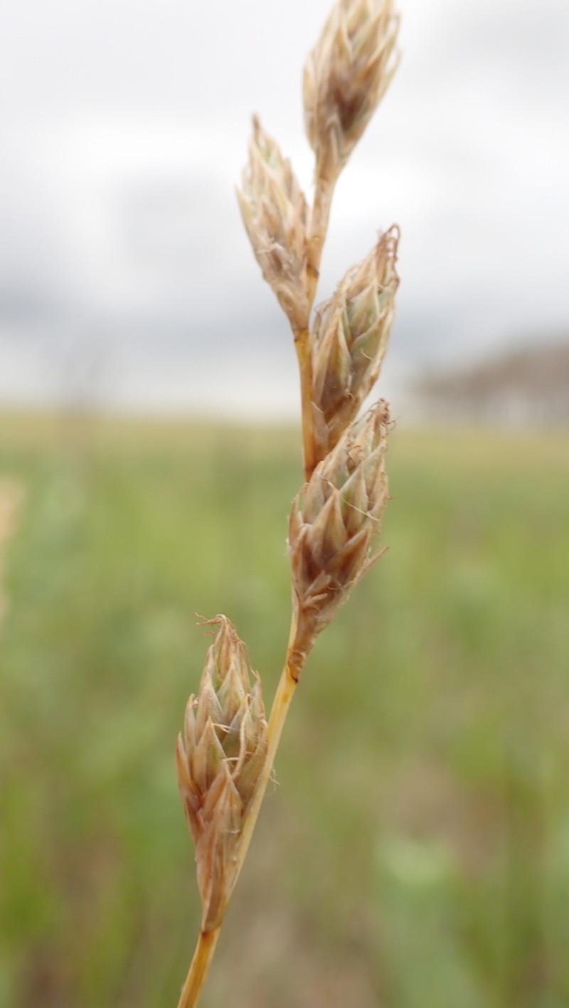 Whitescale Sedge photo 4