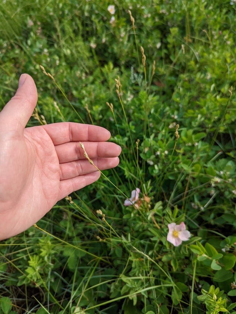 Whitescale Sedge photo 5