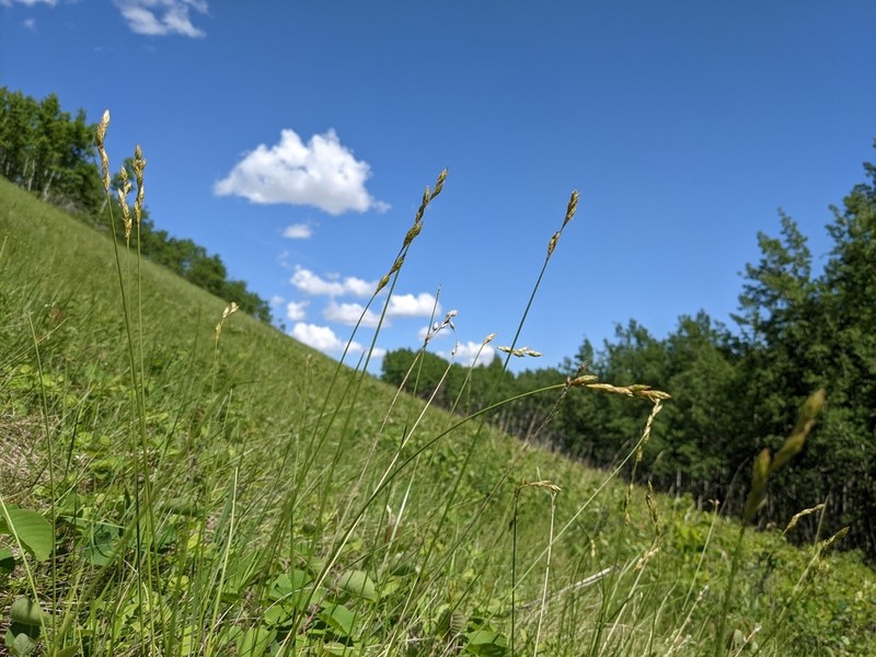 Whitescale Sedge photo 6