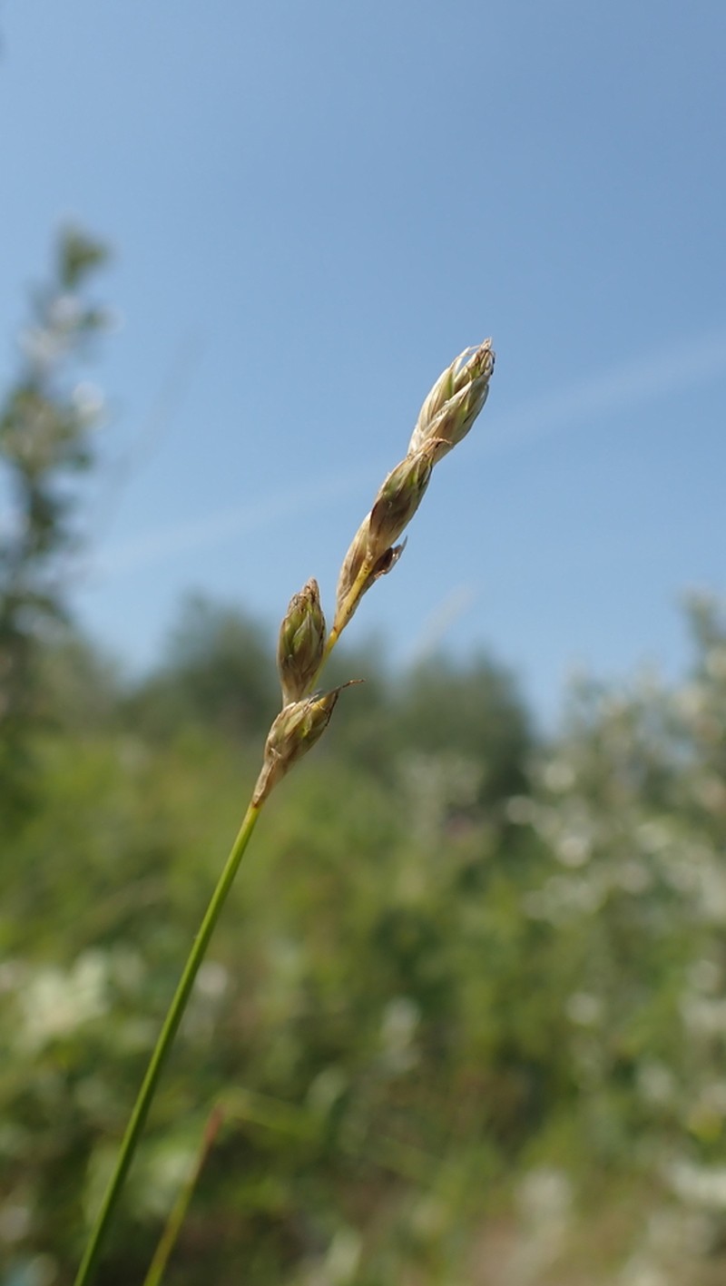 Whitescale Sedge photo 7