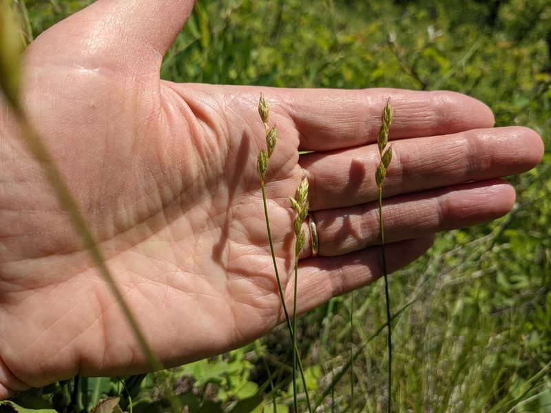 Whitescale Sedge photo 8