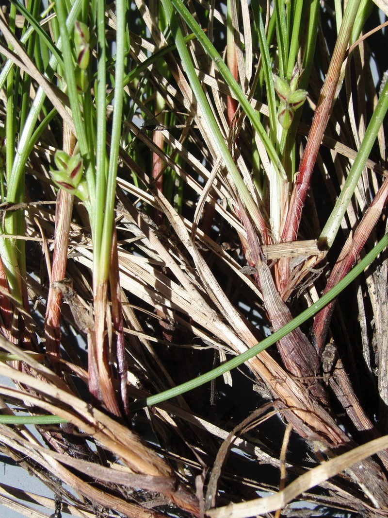 Chaparral Sedge