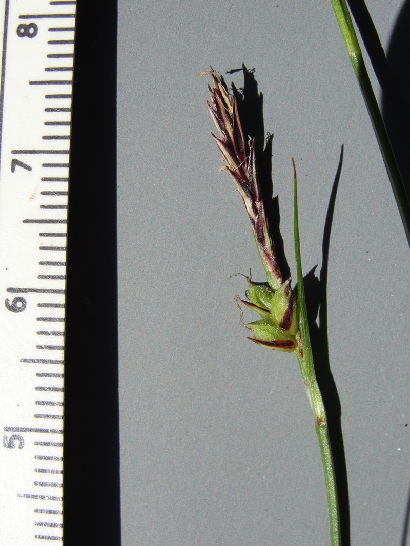 Chaparral Sedge photo 2