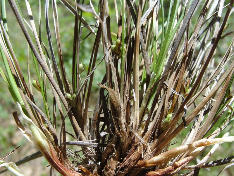 Chaparral Sedge photo 3
