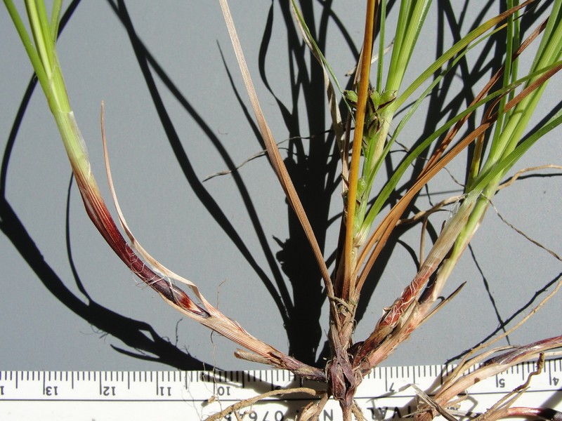 Chaparral Sedge photo 4