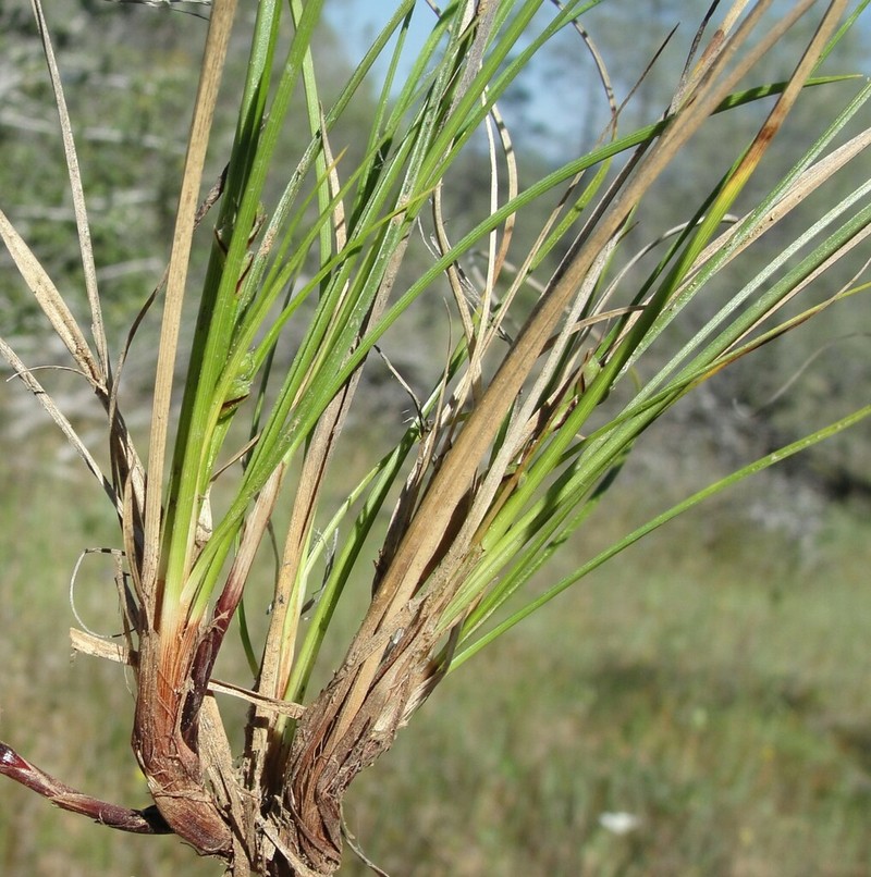 Chaparral Sedge photo 5