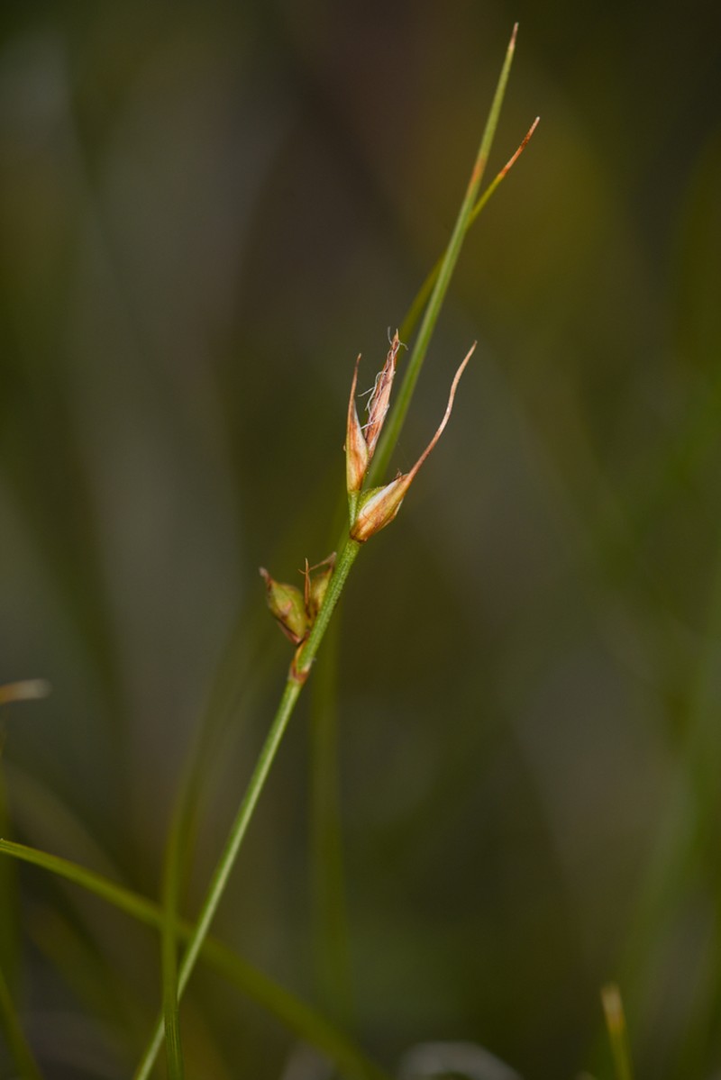 Chaparral Sedge photo 6