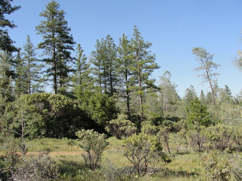 Chaparral Sedge photo 7