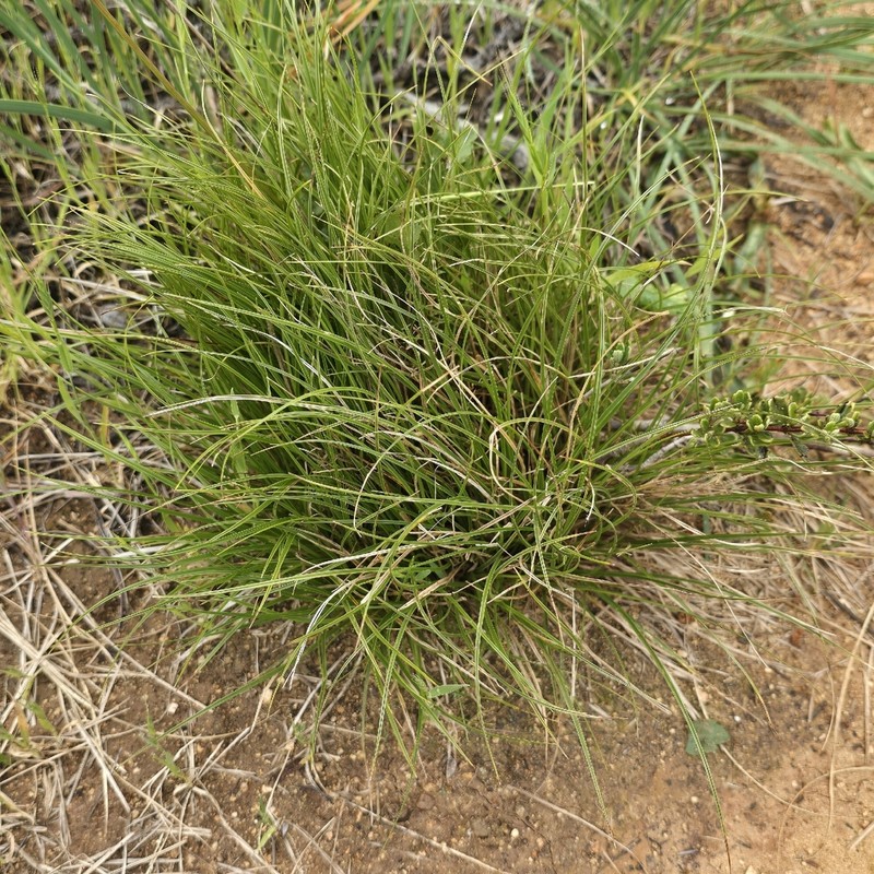 Chaparral Sedge photo 8