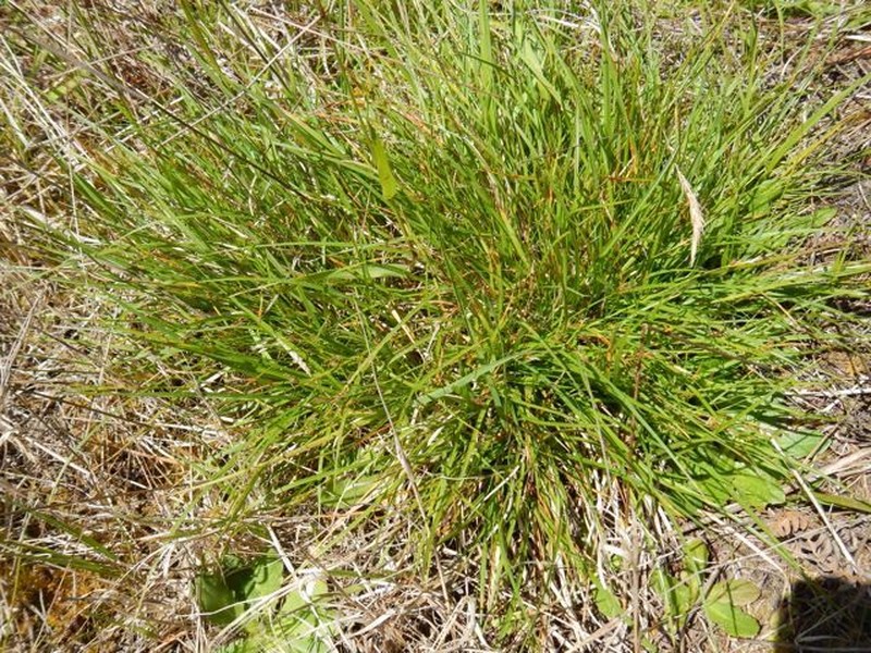 Carex zikae
