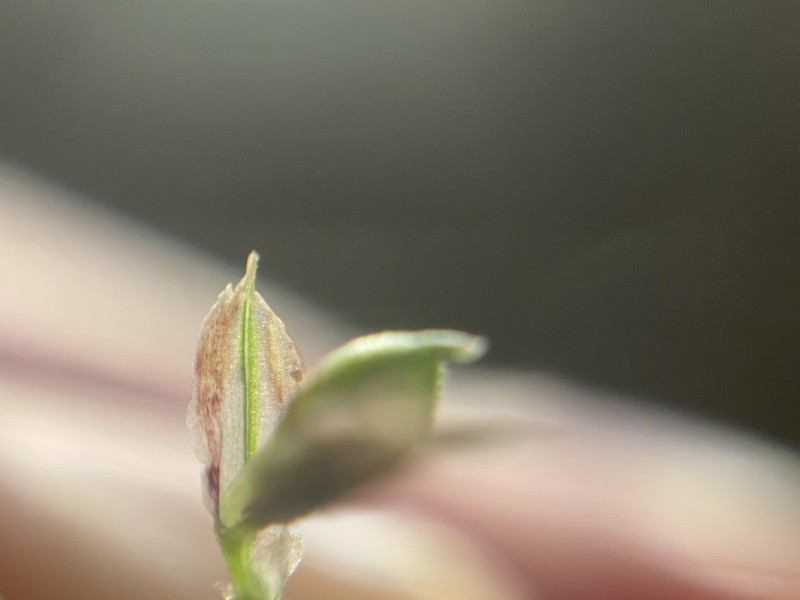 Carex zikae photo 2