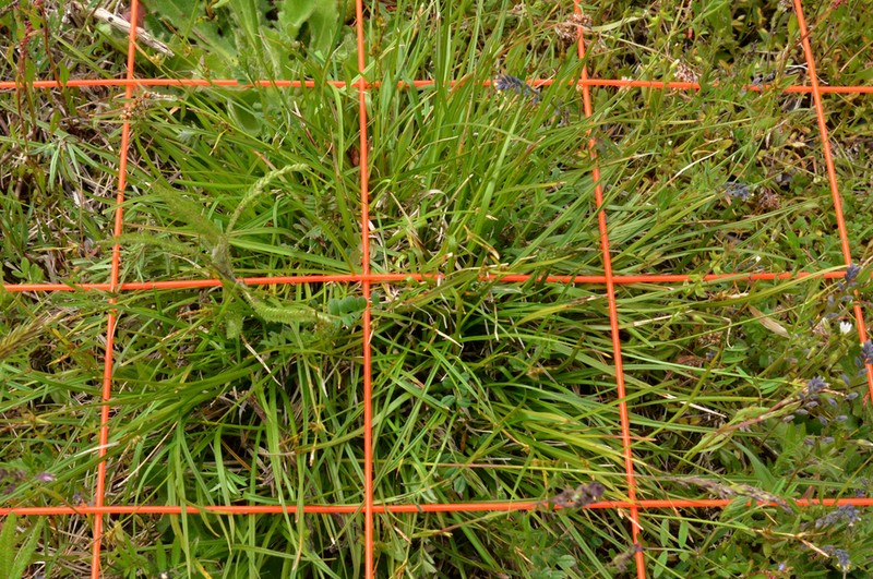 Carex zikae photo 3