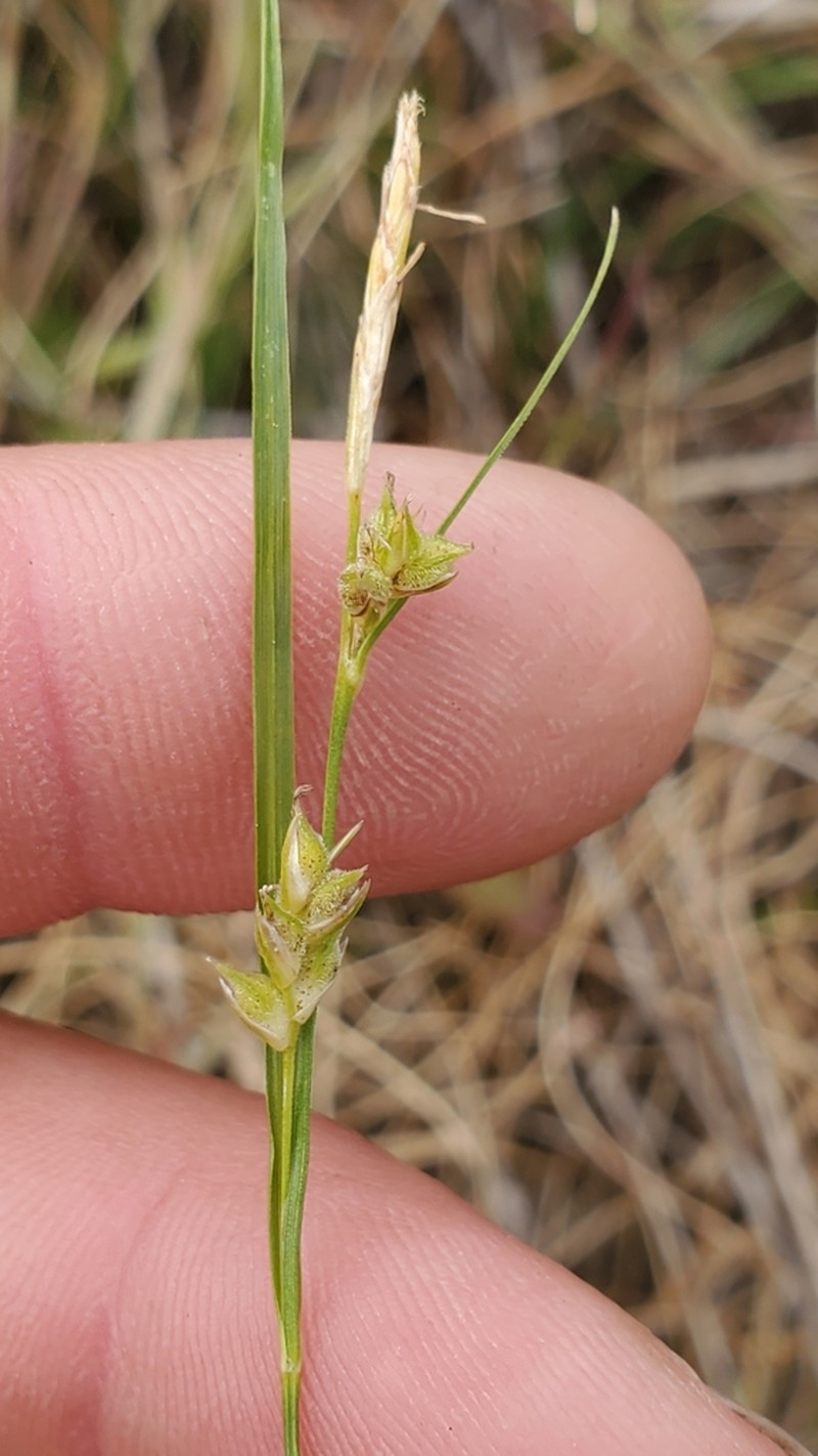 Carex zikae photo 4