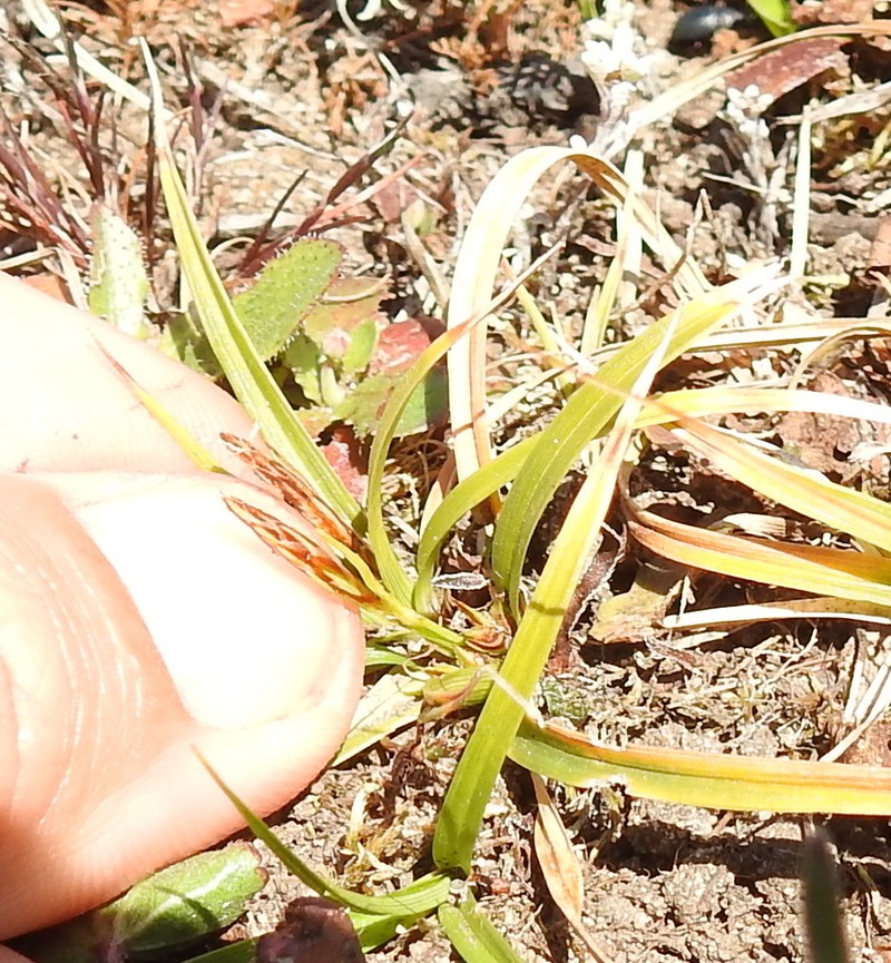 Carex zikae photo 5