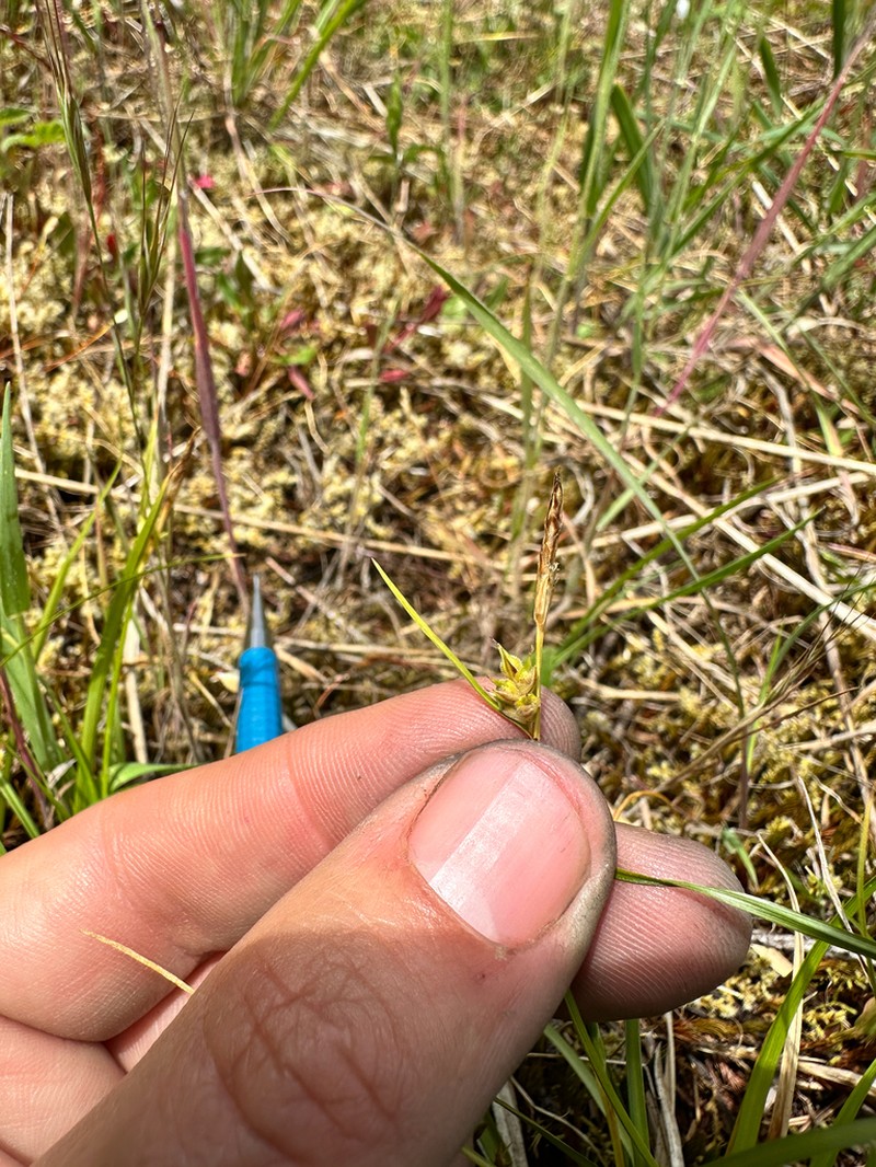 Carex zikae photo 6