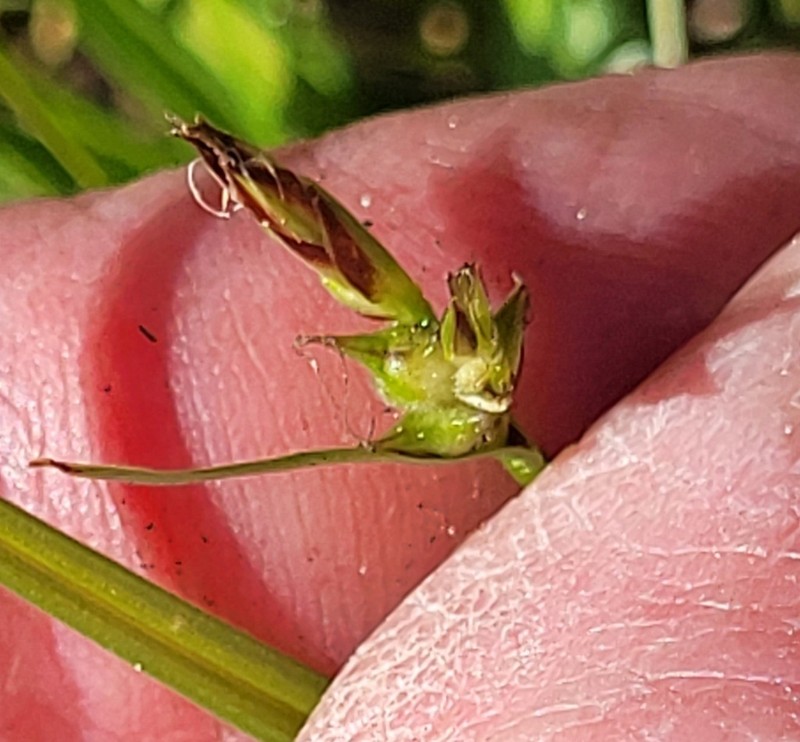 Carex zikae photo 7